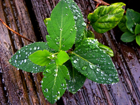 green leaves with drops of water close-up