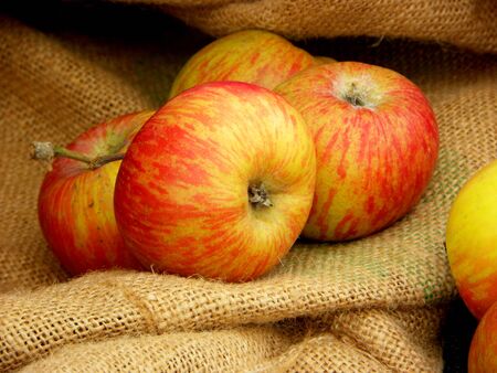 ripe red and yellow apples in a linen bagの写真素材