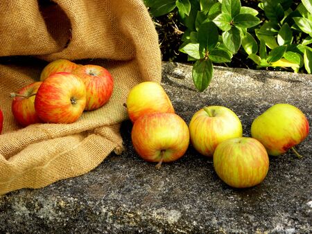 ripe red and yellow apples in a linen bagの写真素材