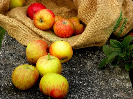 ripe red and yellow apples in a linen bagの写真素材