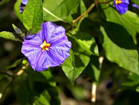 Delicate gentian blue flowers of Lycianthes rantonnetii (Blue Potato Bush) of solanum family of plants flowering in summer are a charming addition to a garden landscape despite their toxicity.の写真素材