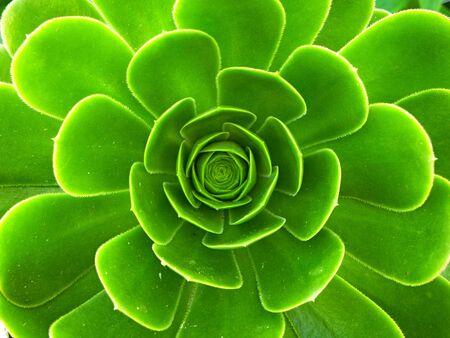Closeup at the center of the bud "eye" of the green cactus of Aeonium crassulaceae with the newborn leaves. Blurred background of the leavesの写真素材
