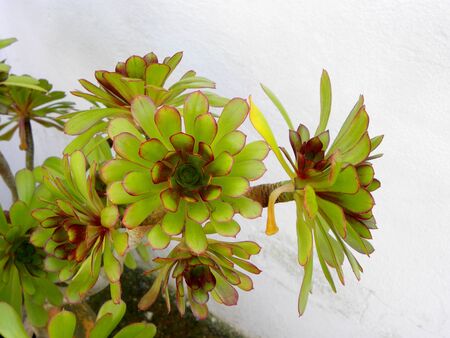 Potted aeonium succulent sub-shrub with large rosettes of light green leaves against a white wallの写真素材