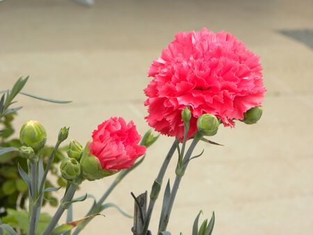 Beautiful pink carnation flower close-up. Pink carnations and unblown buds of carnations. Warm velvet pink carnationsの写真素材
