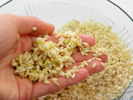 Wash rice with water in a glass bowl. Large glass bowl with grains flooded with water on a white background.の写真素材