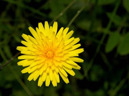 Wildflowers. Macro Photo of a dandelion plant. Dandelion plant with a fluffy yellow bud.の写真素材