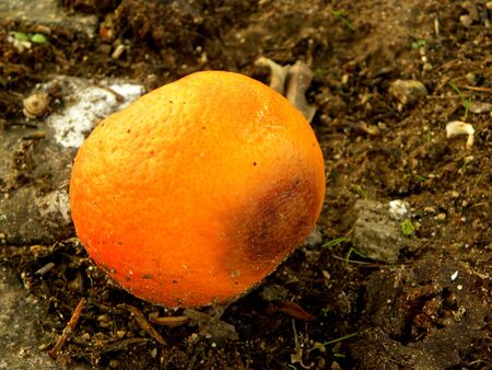 Rotten mandarin oranges on the landfill. Spoilt citrus products. Rotten tropical fruit.の写真素材
