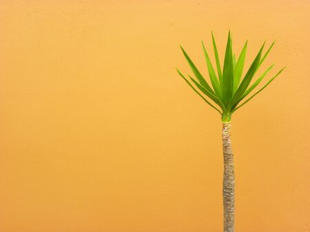 Tall trunk and green leaves of dracaena on an orange background. Bright representative of the Drazenov family.の写真素材