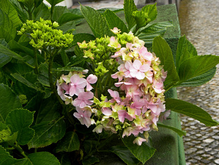 Macro photo of hydrangea flower. Details of pink petals with green leafs. Beautiful colorful pink...