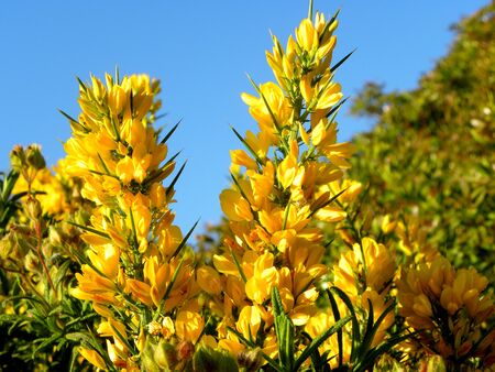 Ulex Europaeus on blue sky background. Flowering common gorse, Ulex europaeus - a spiky thorn covered plant with bright yellow flowers.の写真素材