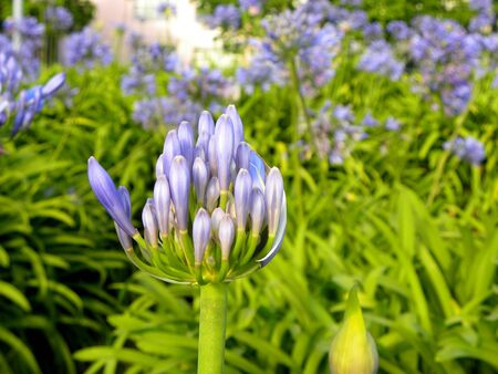 Large lilac umbrella-shaped inflorescences of Agapanthus. The unopened bud of Agapanthus, or Lily of the Nile.の写真素材