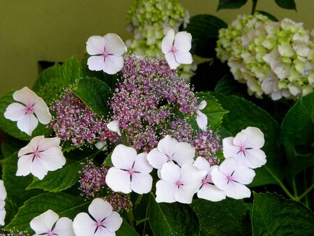Delicate Pink and White hydrangea serrata Flowers in the Gardenの写真素材