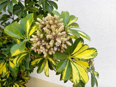 Beautiful branch of schefflers with large green-yellow leaves and unopened buds on a white backgroundの写真素材