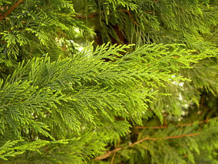 Closeup of Beautiful green christmas leaves of Thuja trees on green background. Thuja twig, Thuja...