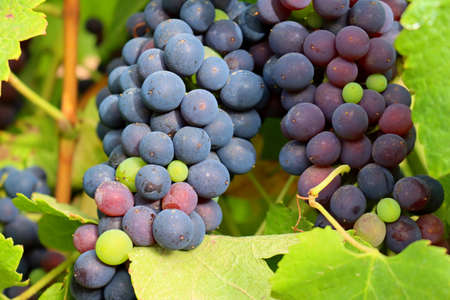 Black grapes hang on a vineyard branch. The grapes are ripe. Vineyards of Portugal.の写真素材