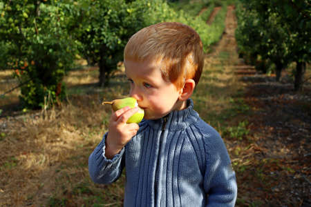 Portrait of a charming blond boy. A three-year-old boy eats a pear and looks into the distance in the pear orchard.の写真素材