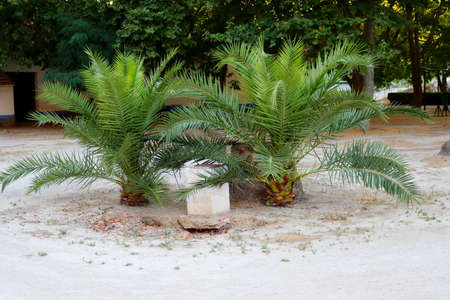 Two low palm trees in the park of Portugal. The area of natural distribution of most palms is the tropics and subtropics.の写真素材