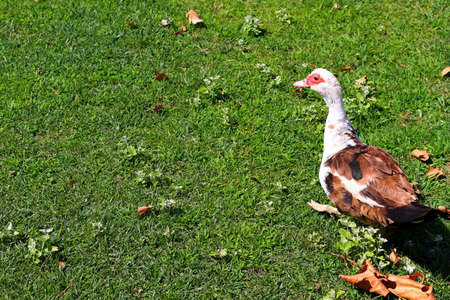 Portrait of a duck with brown and white feathers and a red uneven bandage sits on a background of green grassの写真素材