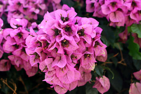 Blooming bougainvillea. Purple and colorful bougainvillea flowers. Floral background.の写真素材
