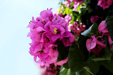 Blooming bougainvillea. Purple and colorful bougainvillea flowers against the blue sky .Floral background.の写真素材