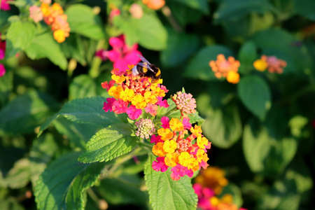 Colorful lantana camara blooming in summer gardenの写真素材