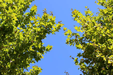 Maple leaves of a sycamore tree on a background of blue sky. The sycamore is a valuable ornamental plant used in urban landscaping.の写真素材