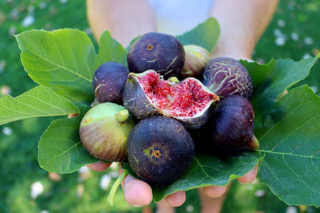 Ripe figs and green fig leaves in male hands.の写真素材