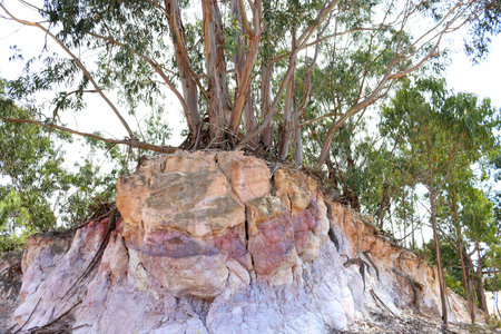 Powerful and slender eucalyptus trees grow on a high colored mountain. Eucalyptus forests in...