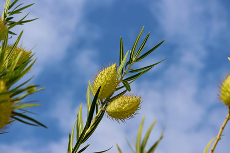 Image of the seed head of a Balloon or Gomphocarpus Physocarpus plant. Gomphocarpus Physocarpus...