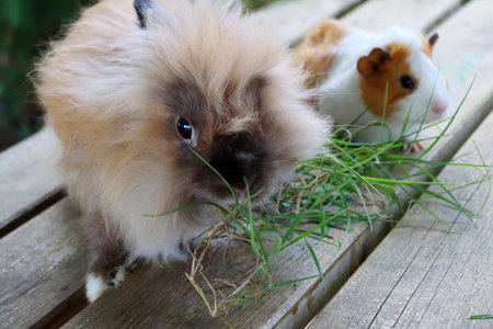 angora rabbit with soft fluffy pile. Rabbit eating green grass