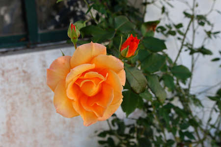 Opened orange garden rose bud surrounded by green foliage and unopened buds.の写真素材