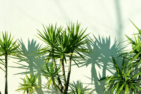 Green dracaena leaves and leaf shadow against a white-green wall.の写真素材