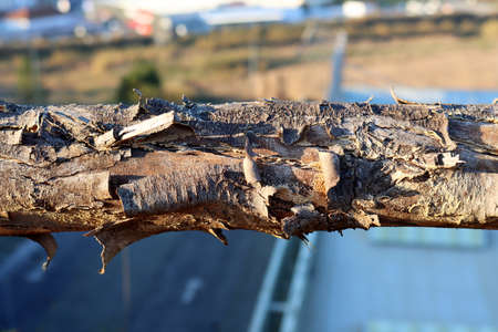 Wooden dry beam, log, part of a tree trunk close up on blurred blue-gray backgroundの写真素材