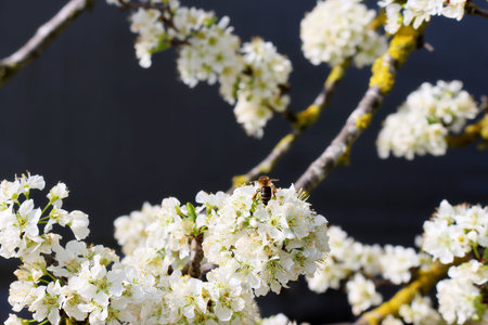 A honey bee collecting pollen from white pear flowers. Flowering fruit tree. A honey bee with pollen...
