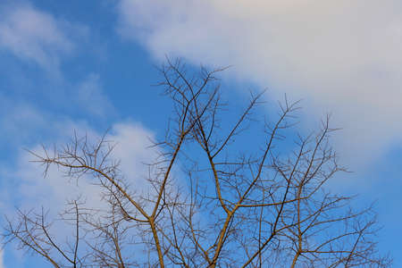 Branches of a tree without leaves in February on a background of blue sky and white cloudsの写真素材