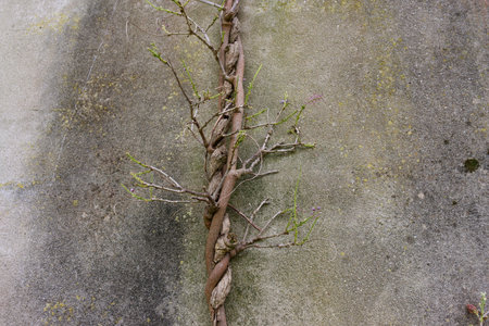 Detail of the twisted trunk of a wisteria vine decorated with young shoots. The trunk of wisteria against the background of a gray wall.の写真素材