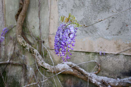 Close up of the hanging violet flowers of wisteria (wisteria sinensis) against a gray wallの写真素材