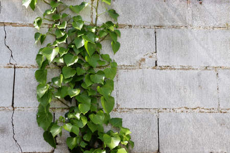 Branch of green ivy leaves on a white brick wall.の写真素材