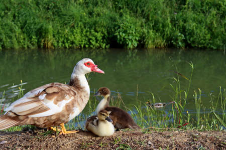 Mother duck and two small brown ducklings outdoors next to the river. Ducklings with their mother are sitting near a pond in a green city park.の写真素材