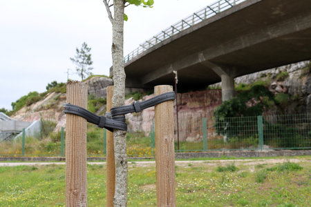 Tree Supports-young trees being supported by wooden stakes. Newly planted trees at roadside, with three stakes for support and tied with rubber bands.の写真素材