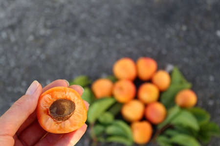 Half of an apricot with a bone in a female hand on a blurred gray-orange background.の写真素材