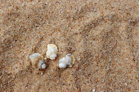 Three white seashells on the sand. Seashells on Peniche Beach, Portugal.の写真素材
