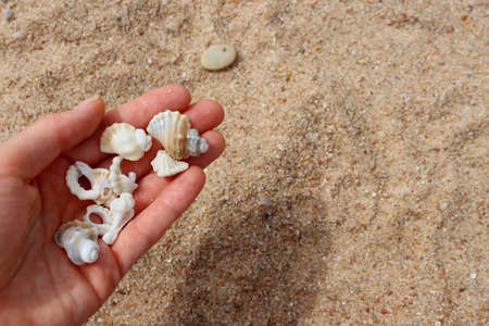 White seashells in a female hand on a background of sand.の写真素材