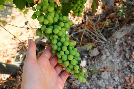 A bunch of unripe green grapes in a woman's hand. The grapes are in the ripening stage.の写真素材