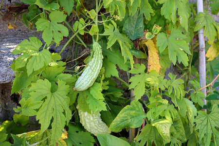 Momordica or Indian cucumber hangs on a branch. Growing cucumbers.の写真素材