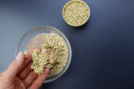 Soaking Green Buckwheat. Wet green buckwheat in a female hand on a blurred gray background.の写真素材