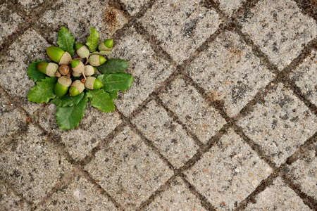 Young green acorns and leaves on a gray stone background.の写真素材
