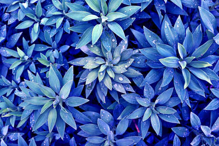 Blue-green background with tropical leaves and raindrops. Blue volumetric plants in the rainforest.の写真素材