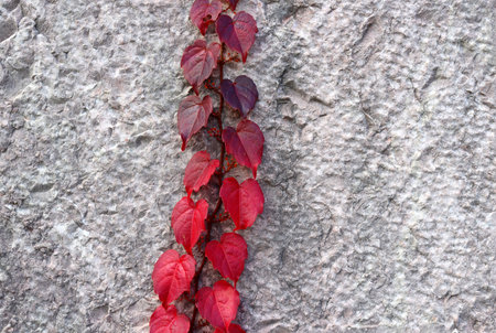 Branch with red small leaves on a gray background.