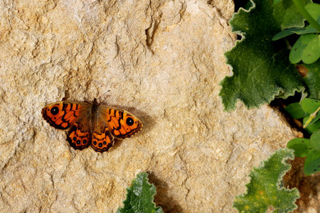 Orange butterfly with black circles and stripes. Butterfly on a beige stone.の写真素材